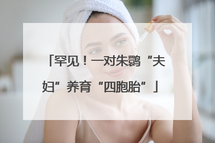 罕见！一对朱鹮“夫妇”养育“四胞胎”